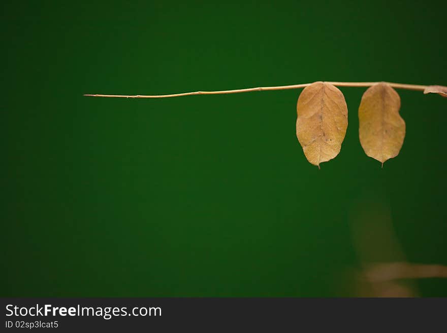 Leaves on green