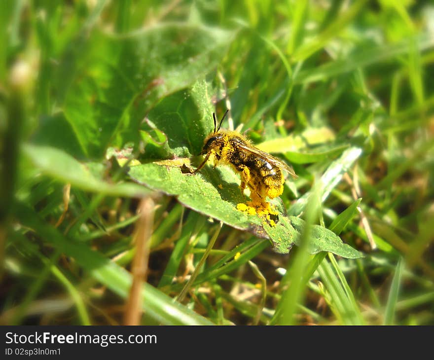 Bee full of yellow pollen on green leaf over blur natural background. Bee full of yellow pollen on green leaf over blur natural background