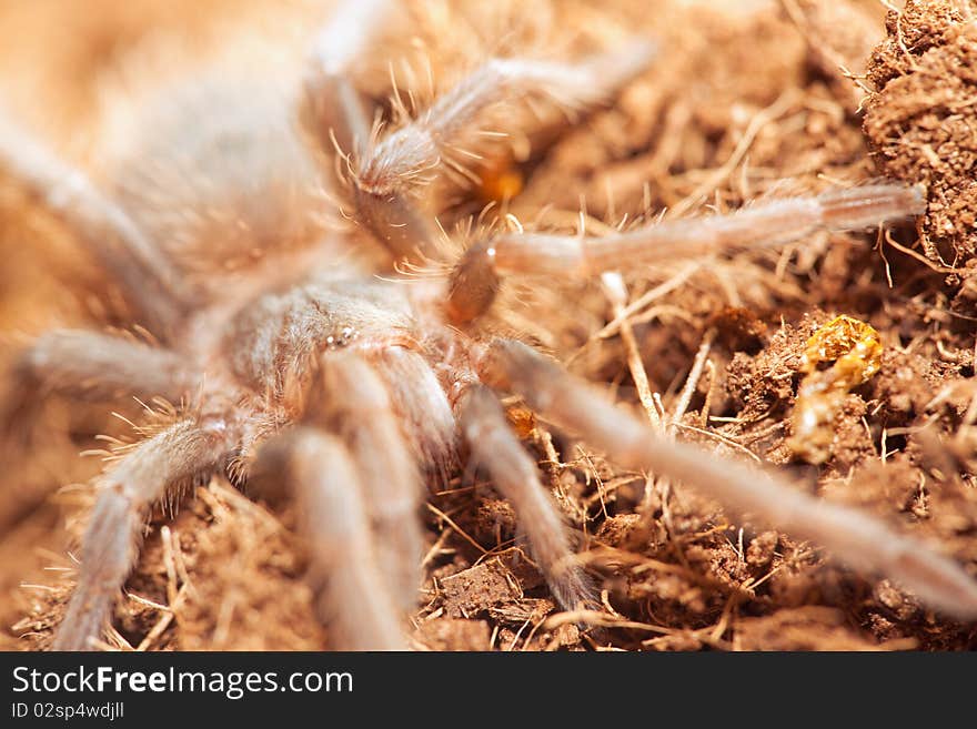 Spider Detail