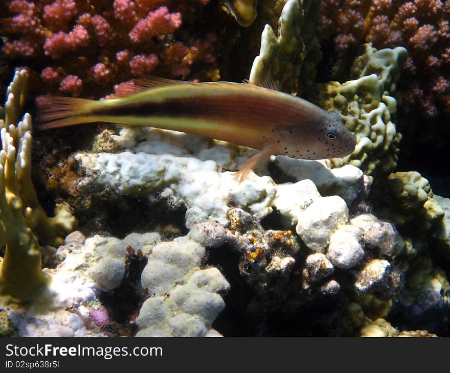 Paracirrhites forsten sitting on the reef