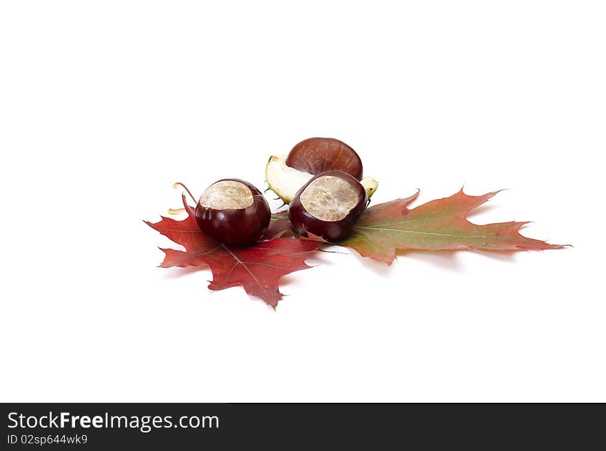 Colorful Autumn Leaves And Chestnuts.