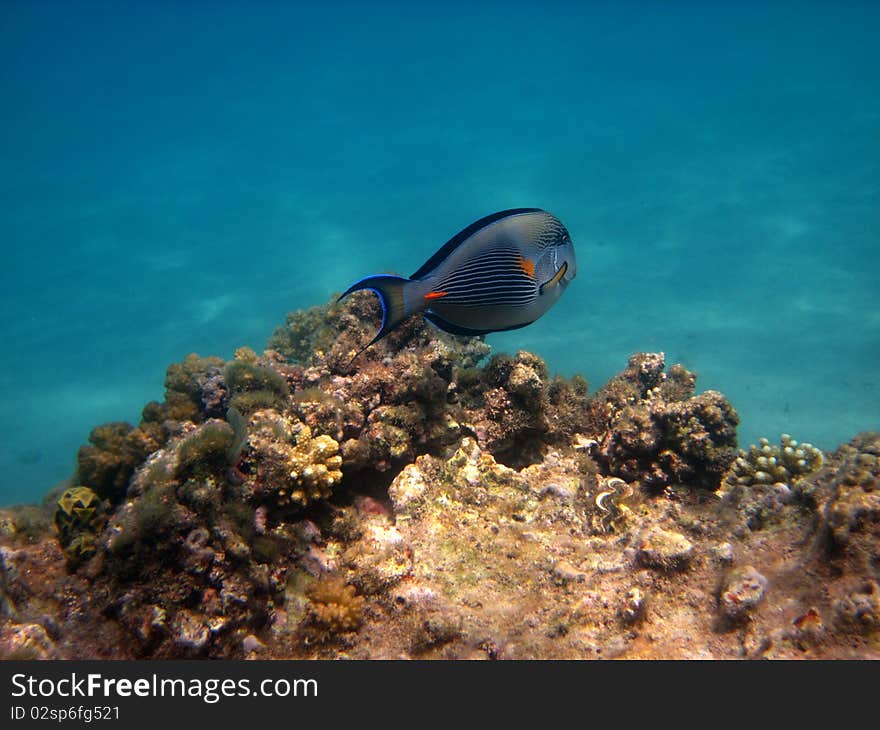 Acanthurus sohal swimms free in the sea