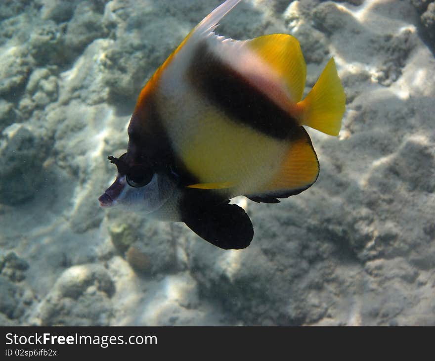 Single heniochus swimming in the red sea