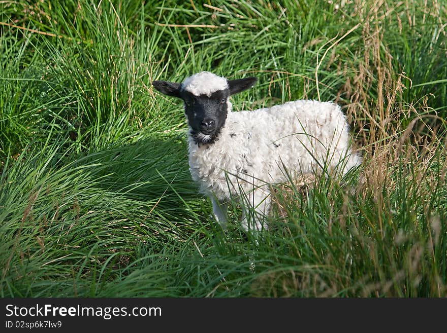 Little Lamb in the tall grass. Little Lamb in the tall grass