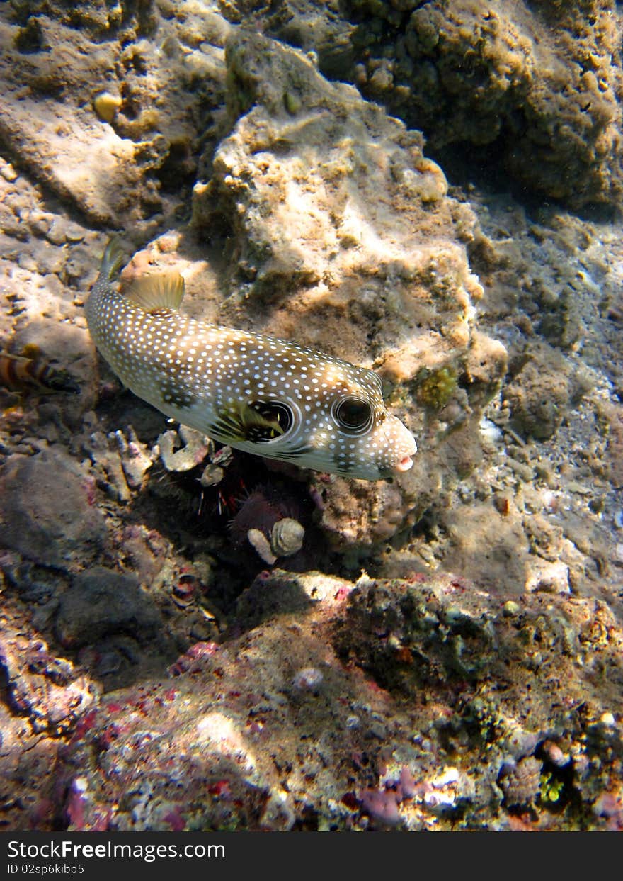 Whitespotted pufferfish with stones as background