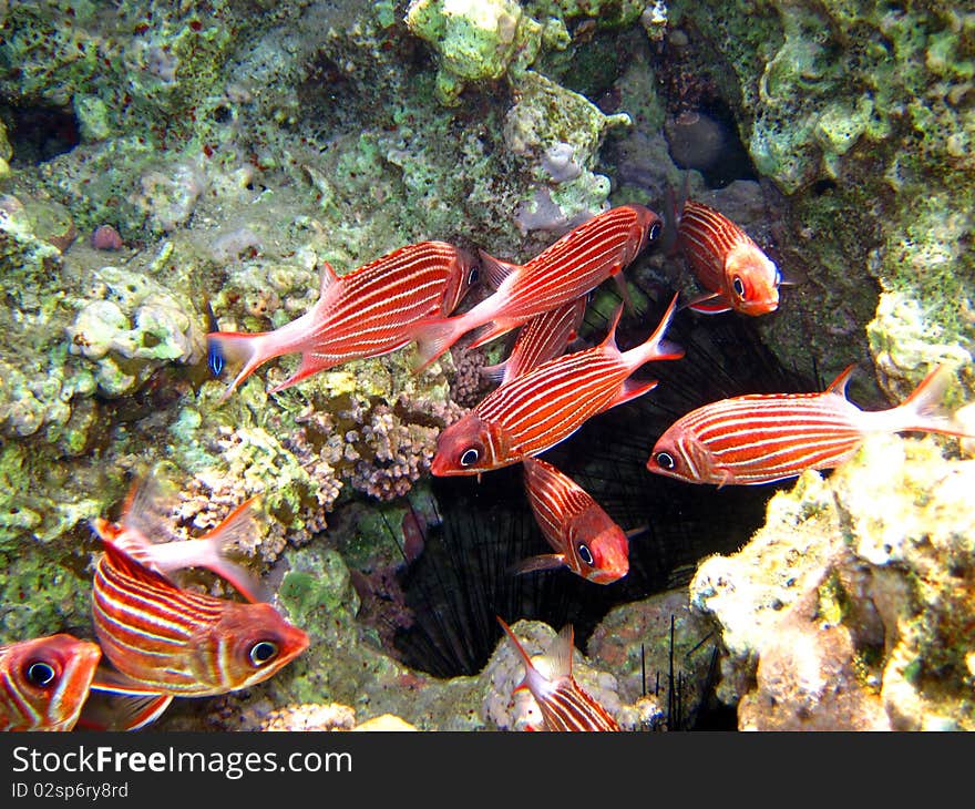 Group of soldier fishes in the red sea