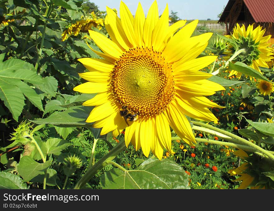 Sunflower With A Bee