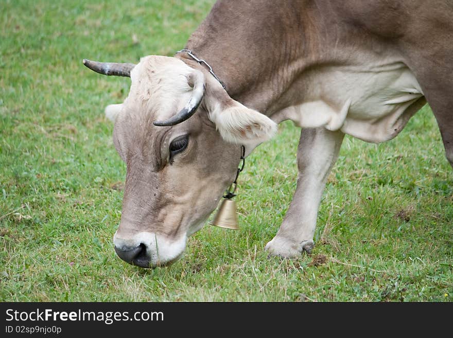 A cow grazes in a meadow. A cow grazes in a meadow