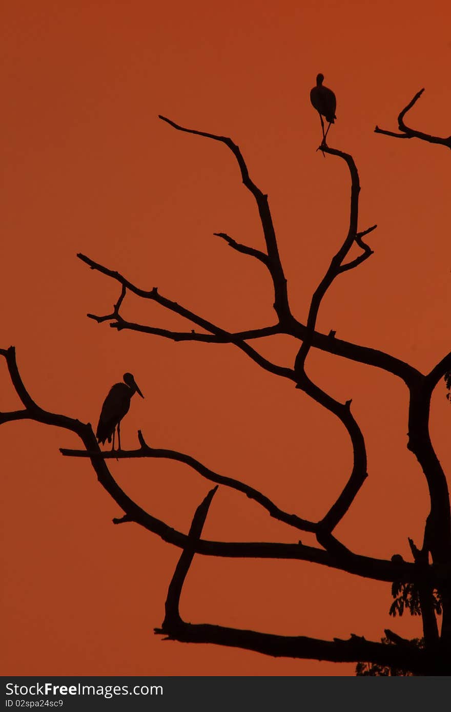 Bird Island trees in silhouette.