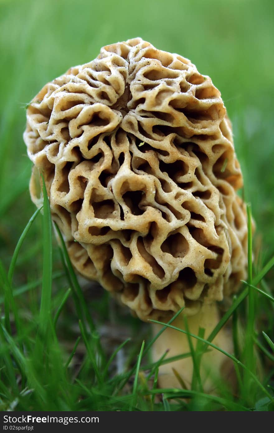 Morel Mushroom