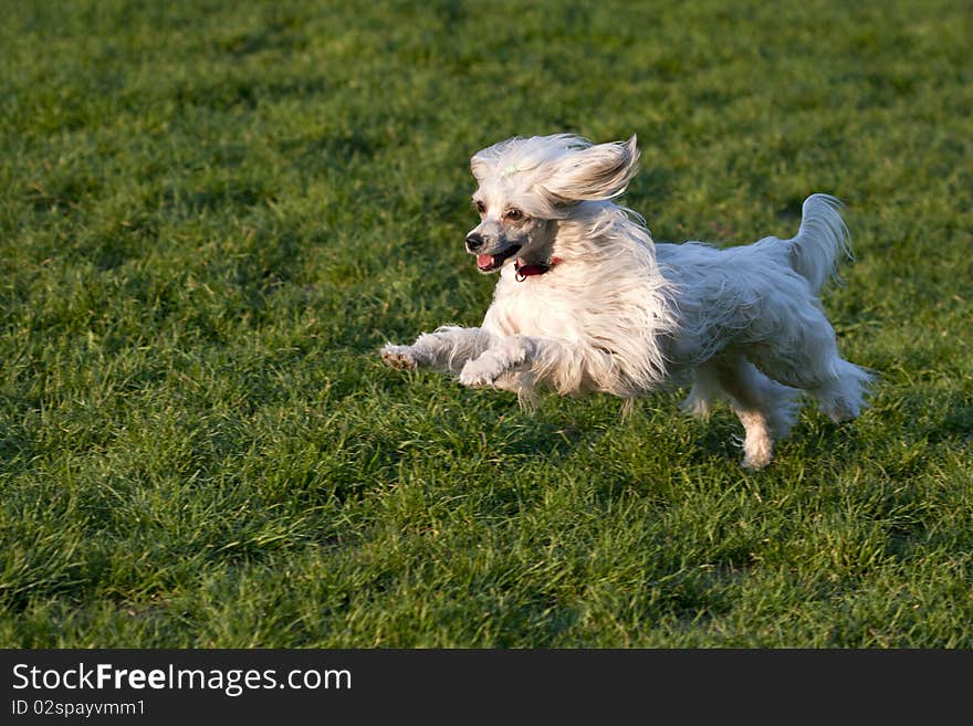 Chinese Crested Dog - Powderpuff