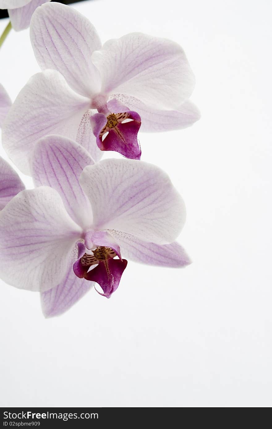 Orchid