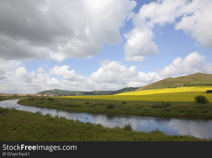 The rapeseed fields beside the river in summer. The rapeseed fields beside the river in summer