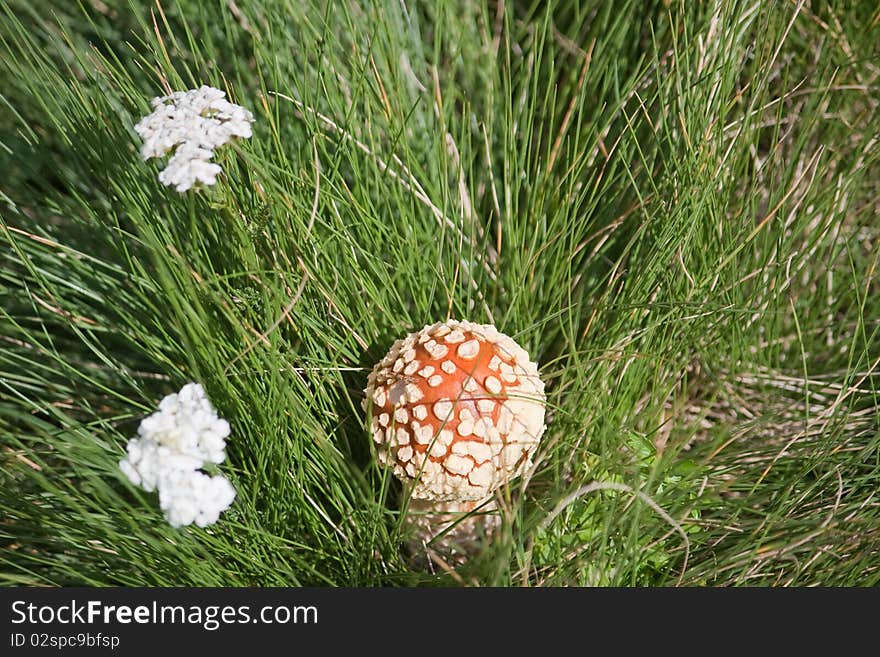 Amanita mushroom with red head