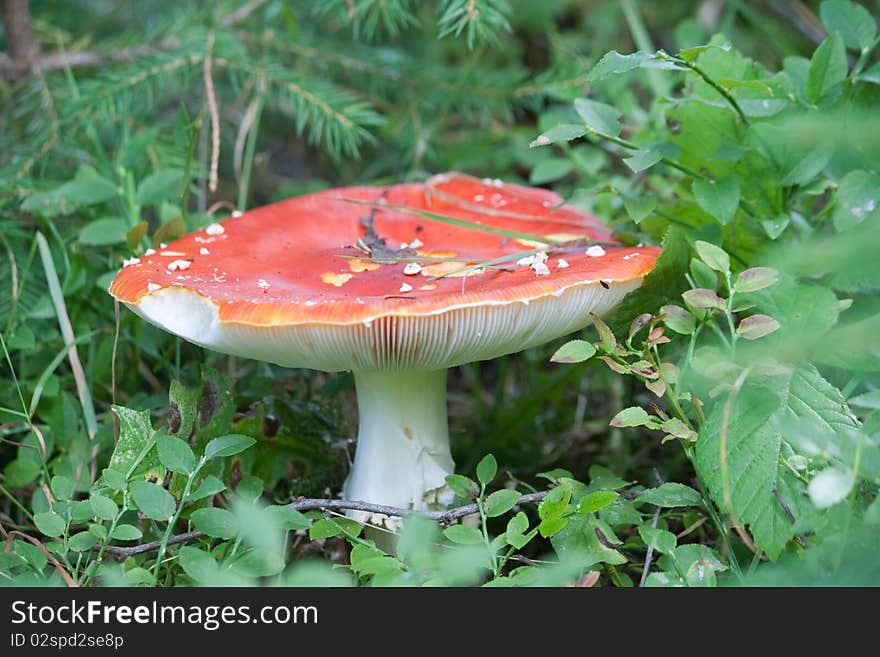 Amanita mushroom with red head