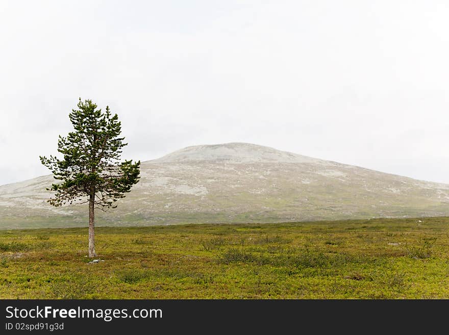 Hiking in Lapland