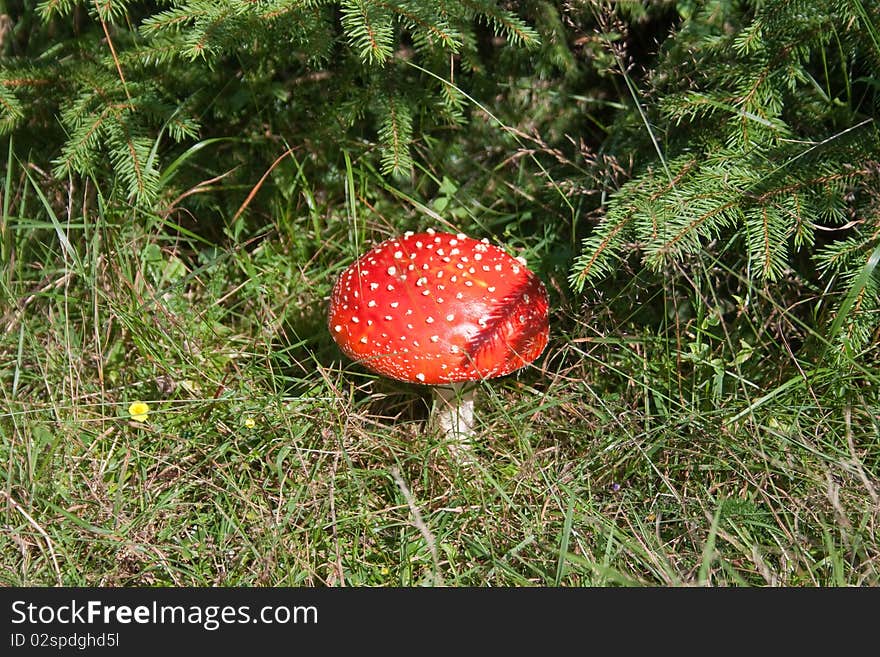 Amanita mushroom with red head