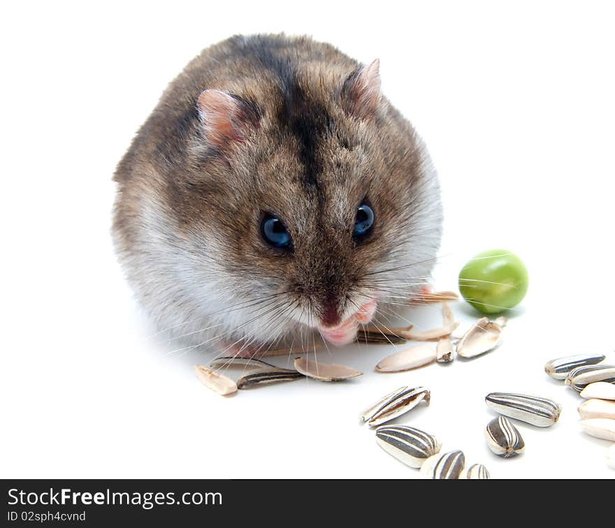 Dwarf Hamster Clicks Sunflower Seeds