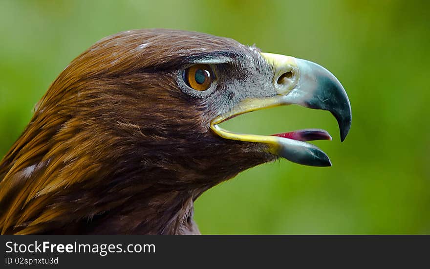 Profile shot of a Golden Eagle (Aquila chrysaetos)