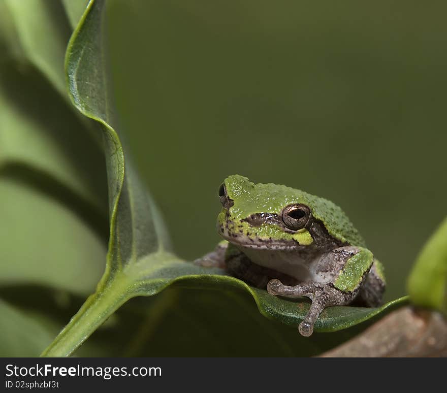 Macro image of a young (2 week) tree frog sitting on a leaf. Excellent focus and depth of field. This tree frog species was photographed in the Mid-West USA in Indiana, and illustrates the benefits of avoiding pesticides and natural pest control. Macro image of a young (2 week) tree frog sitting on a leaf. Excellent focus and depth of field. This tree frog species was photographed in the Mid-West USA in Indiana, and illustrates the benefits of avoiding pesticides and natural pest control.