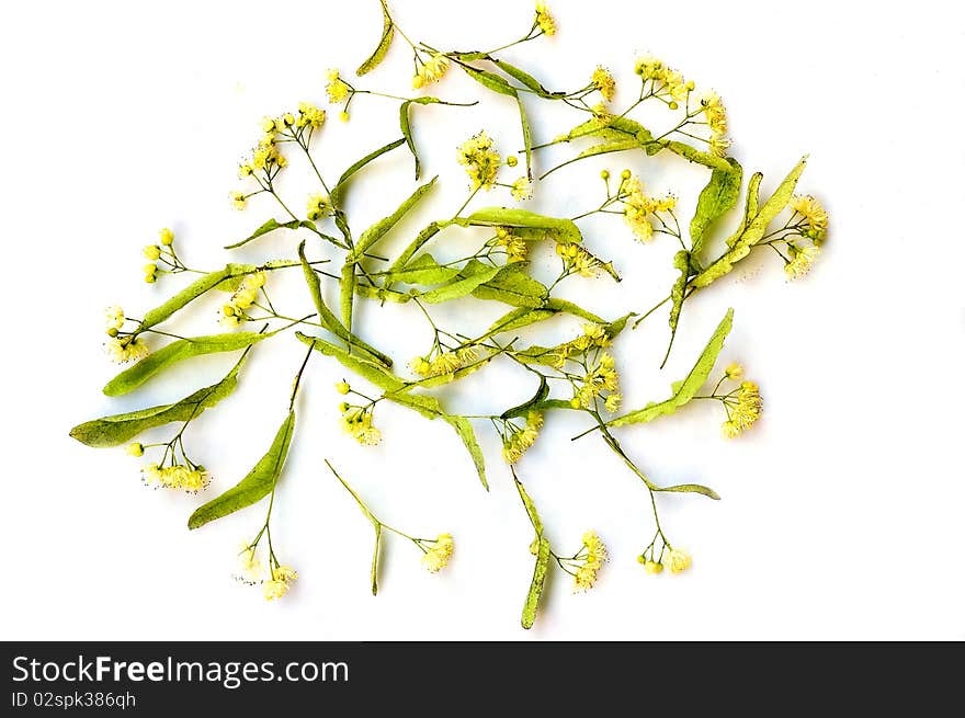 Flowerses of the lime  on white background