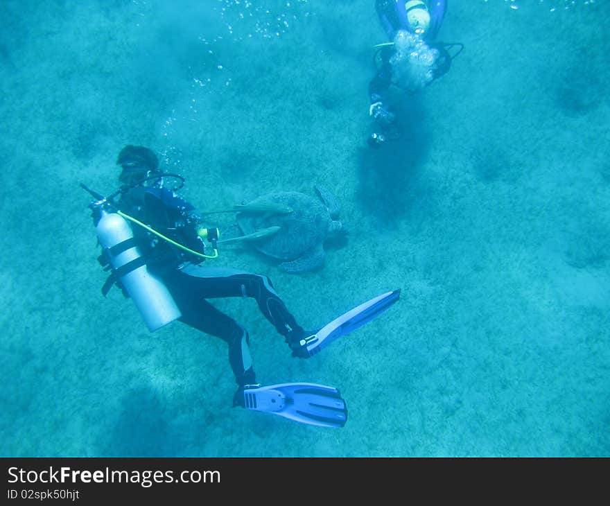 Sea turtle with divers in Red Sea, Egypt