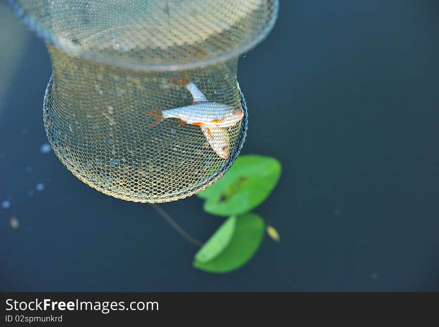 Two fresh caught fishes in fish net. Two fresh caught fishes in fish net