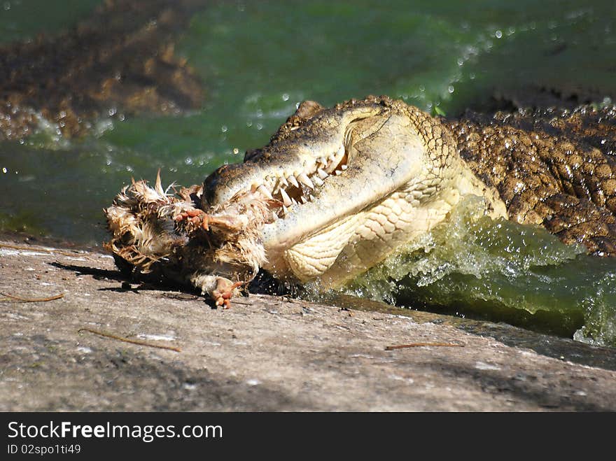 Crocodile eating