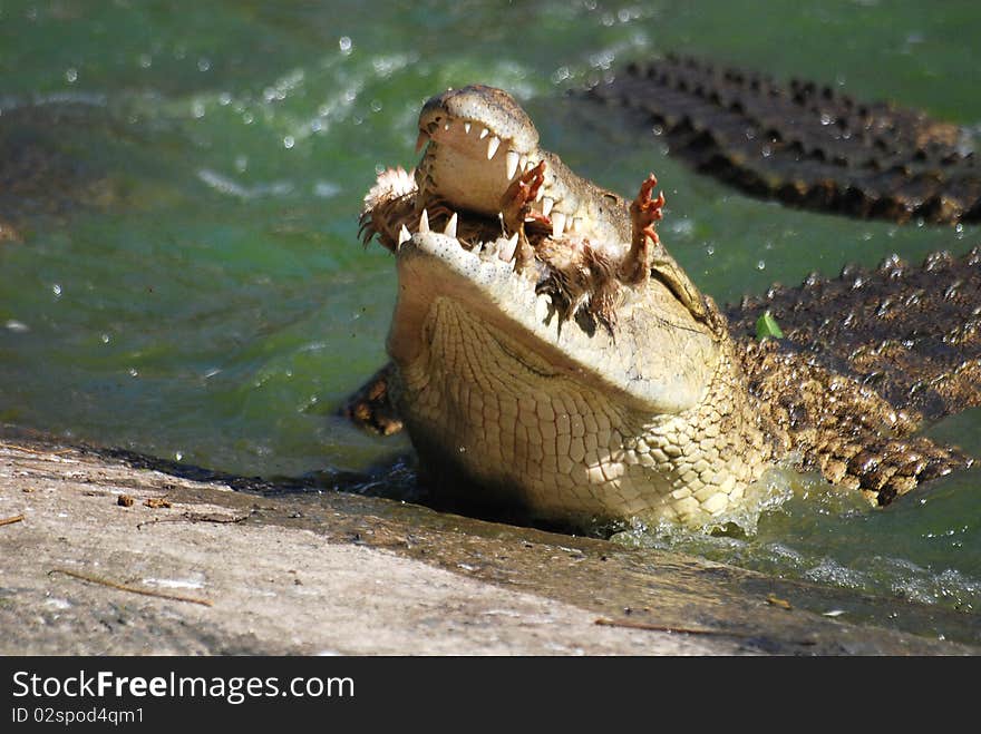 Crocodile eating