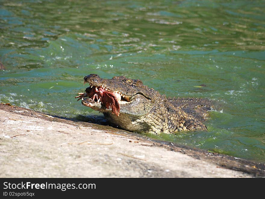 Crocodile Eating