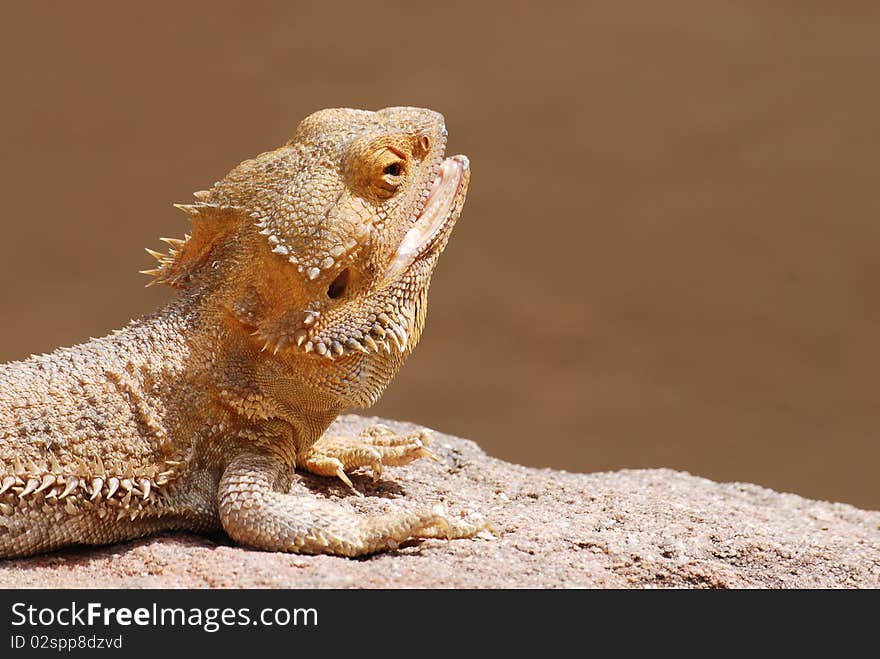 Bearded Dragon