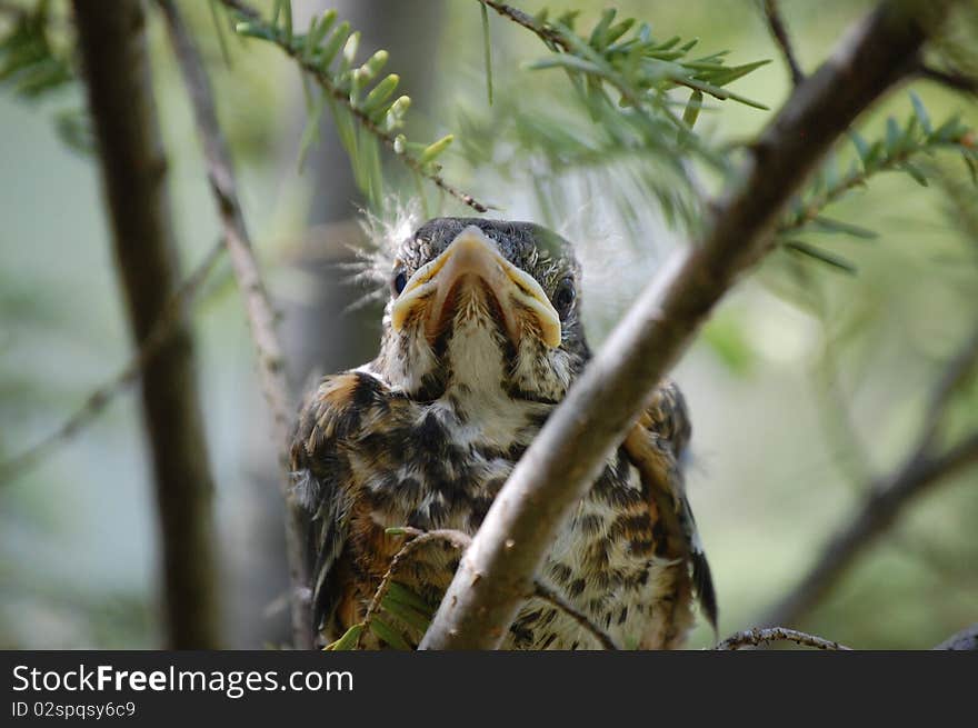 Baby Bird Waits