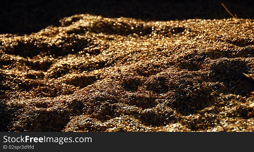 Golden ripe dry wheat background with dramatic shadows