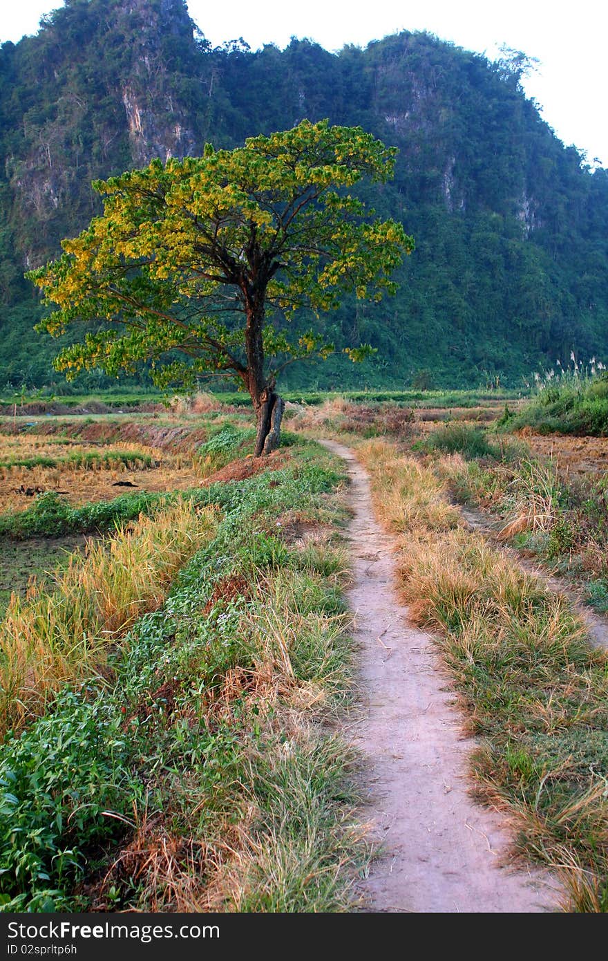 Walking through the front of the mountain farmers. Walking through the front of the mountain farmers.