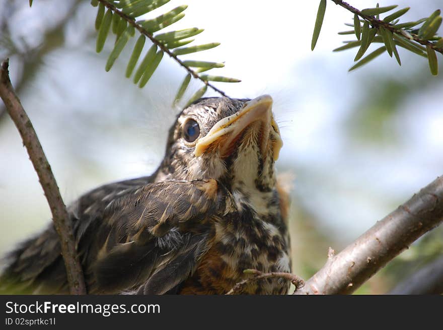 Close up of baby bird