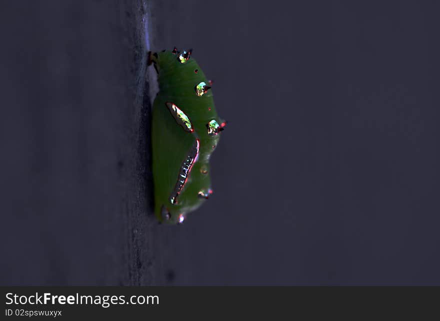 golden green caterpillar