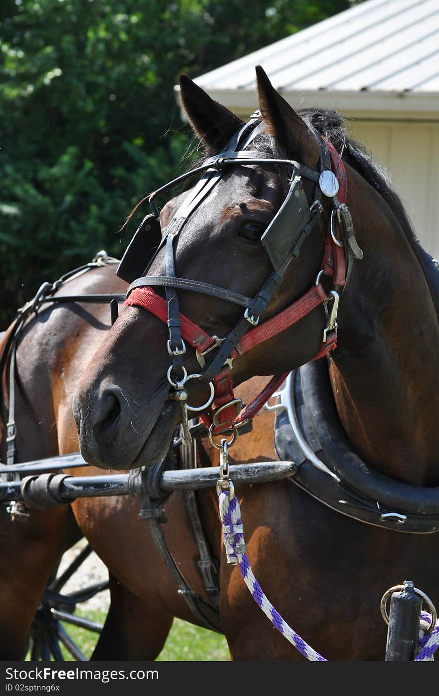 Horse turns his head