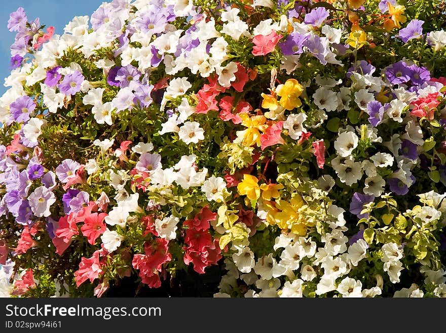 Sunny colorful flowers at the basket. Sunny colorful flowers at the basket