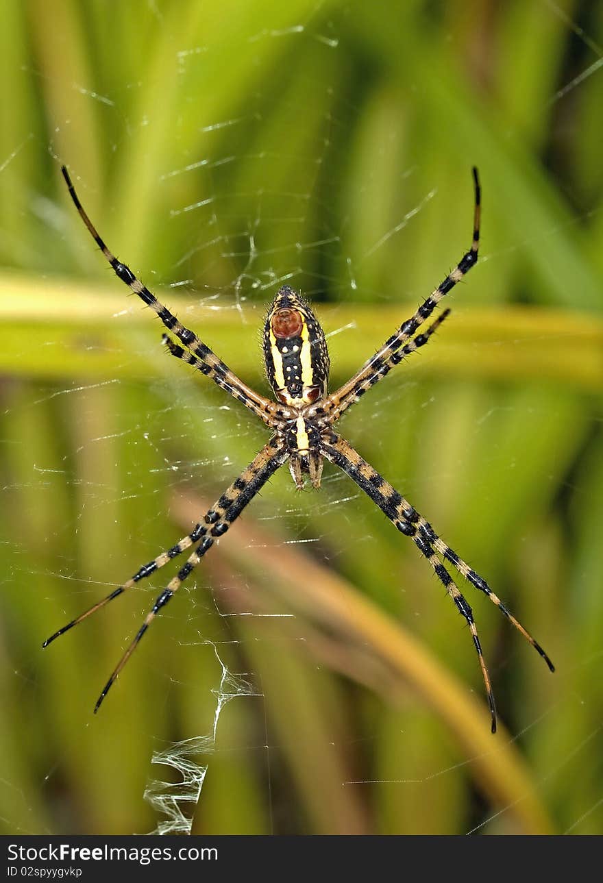 Close-up of a garden spider