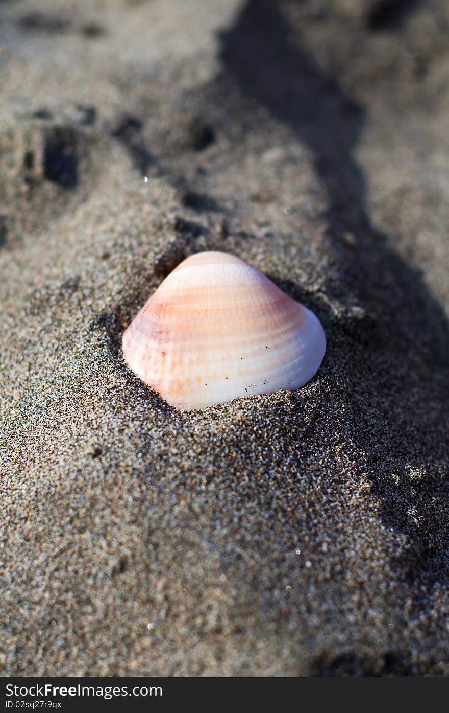 Shell on the beach