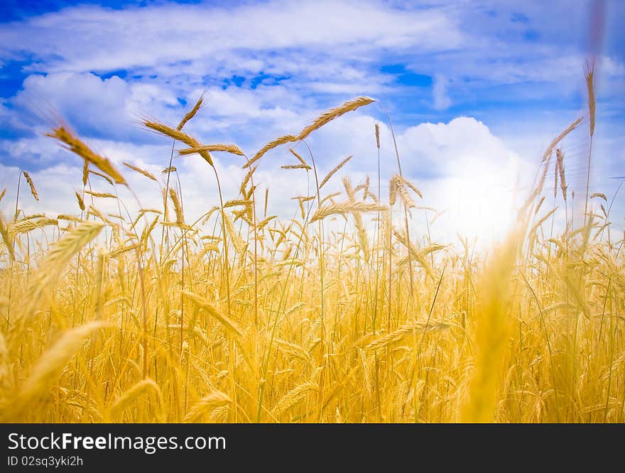 Field of rye