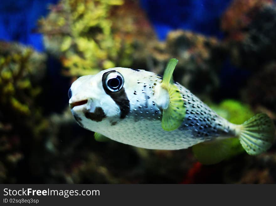 Porcupine Fish