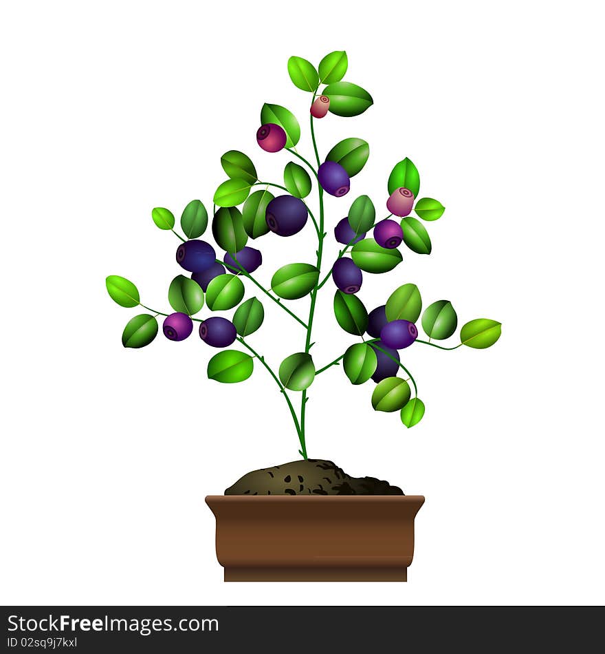 Bilberry Bush In Flowerpot