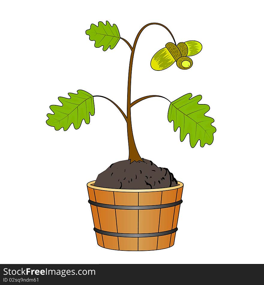 Oak tree with acorn in tub