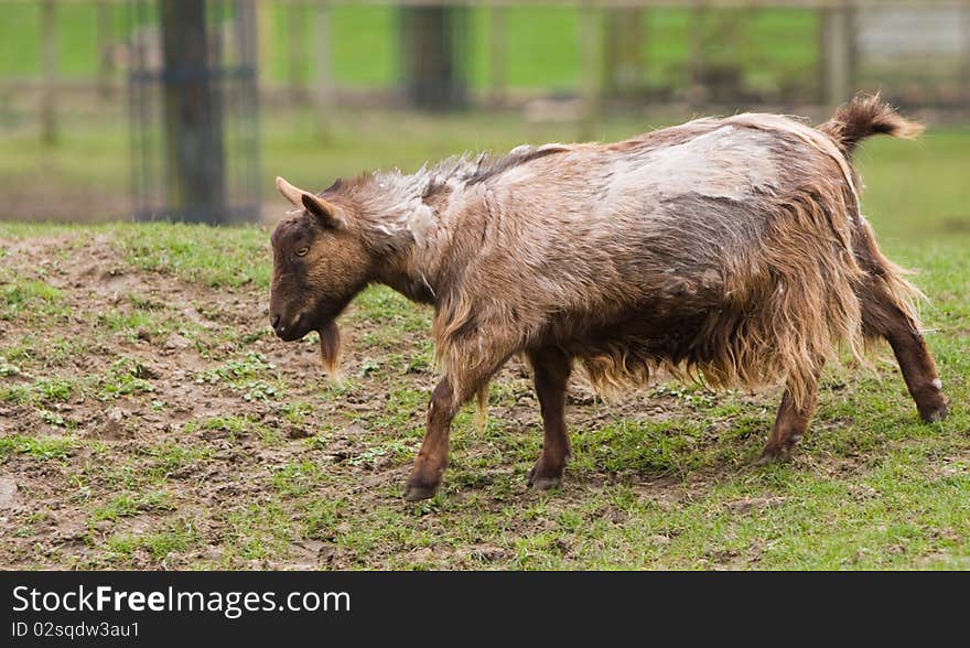 Shaggy Goat