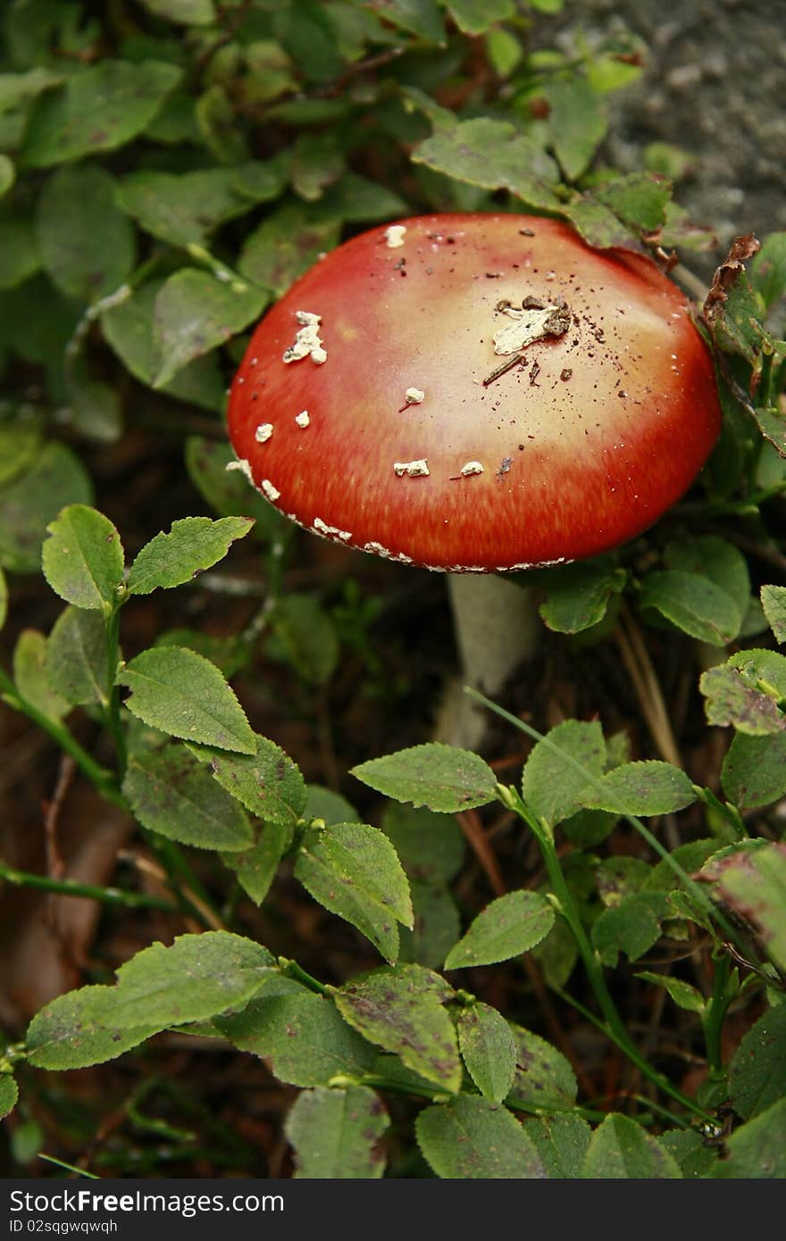 Forest red mushroom in the green bush among rocks