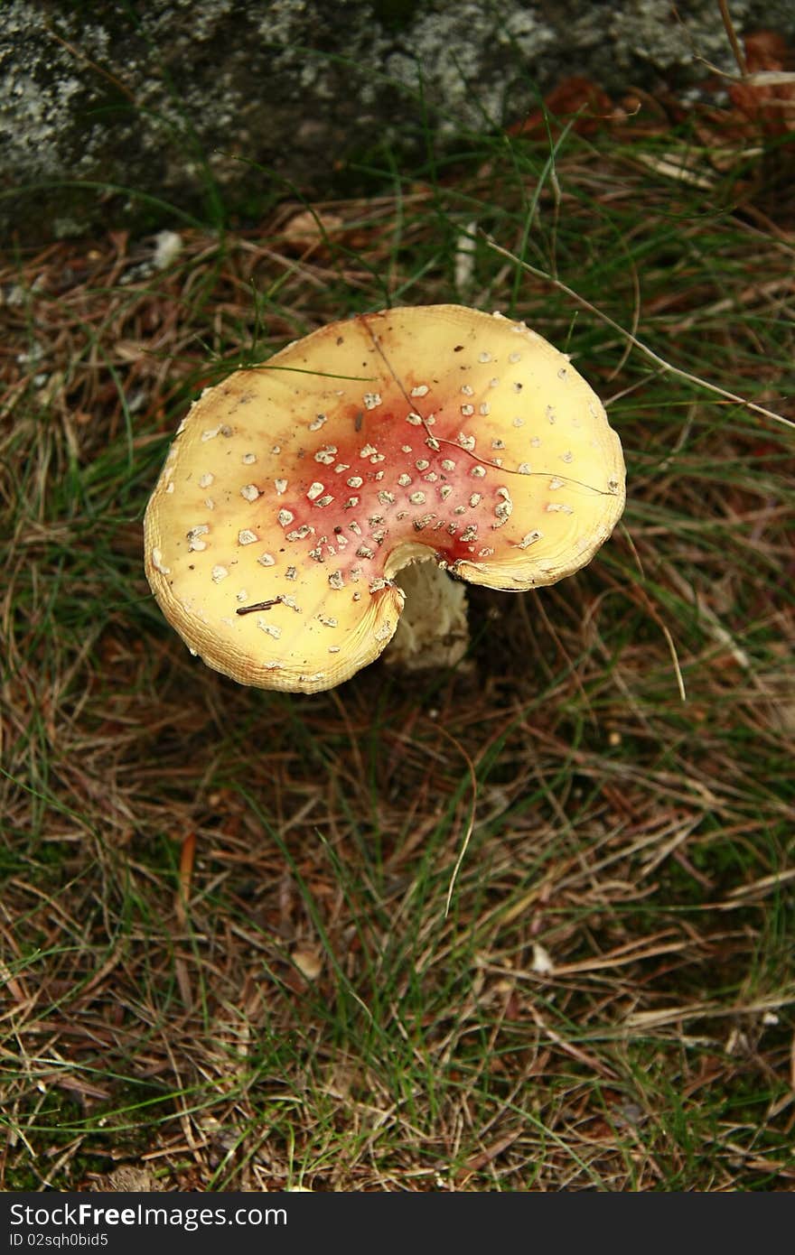 Forest yellow mushroom in the green bush among rocks