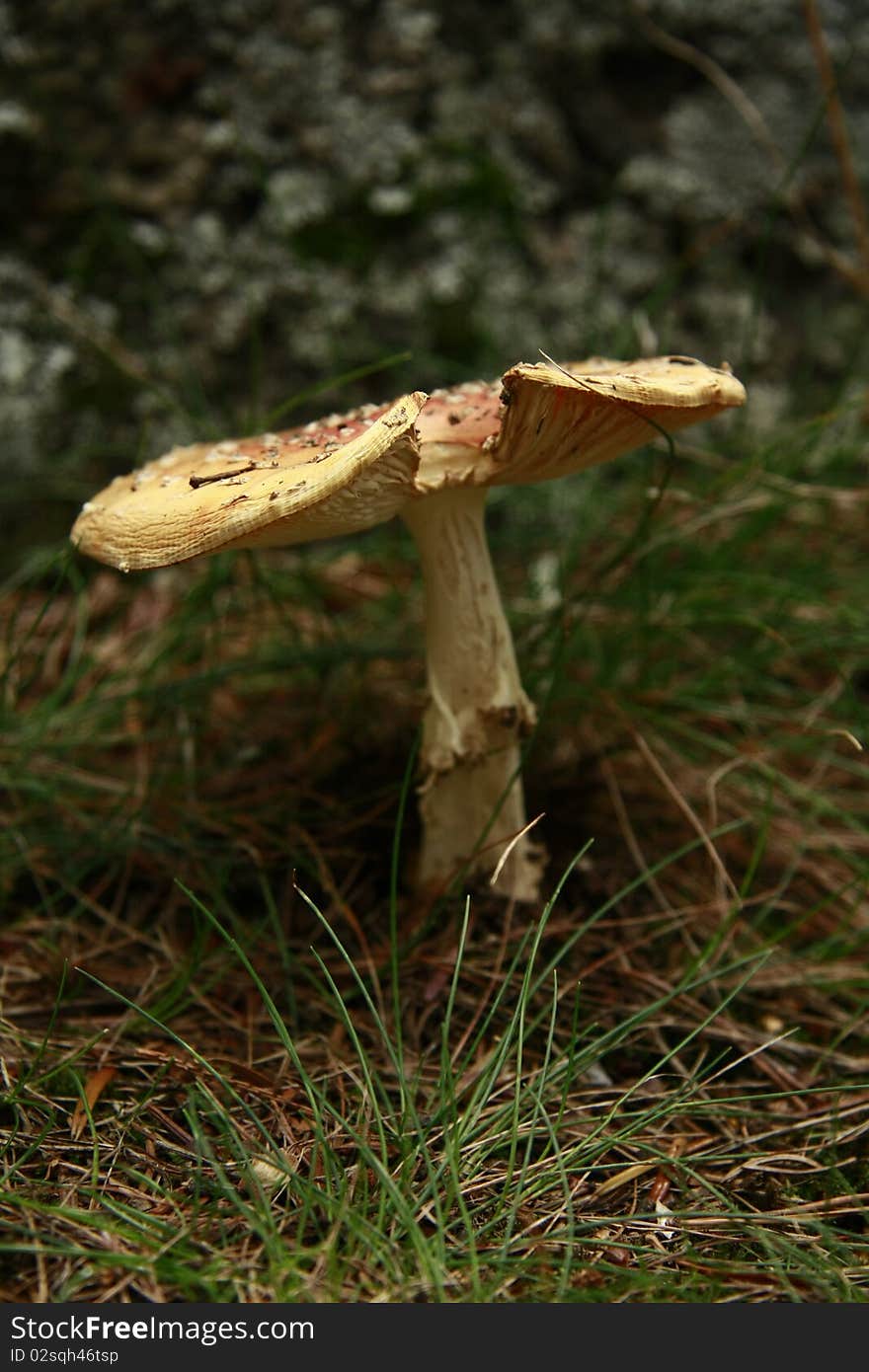 Forest Yellow Mushroom In The Green Bush