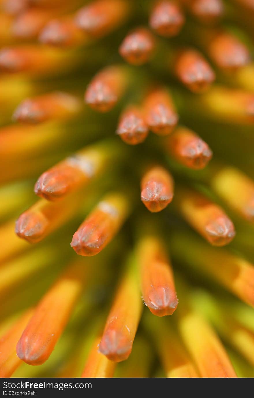 Red hot poker flower