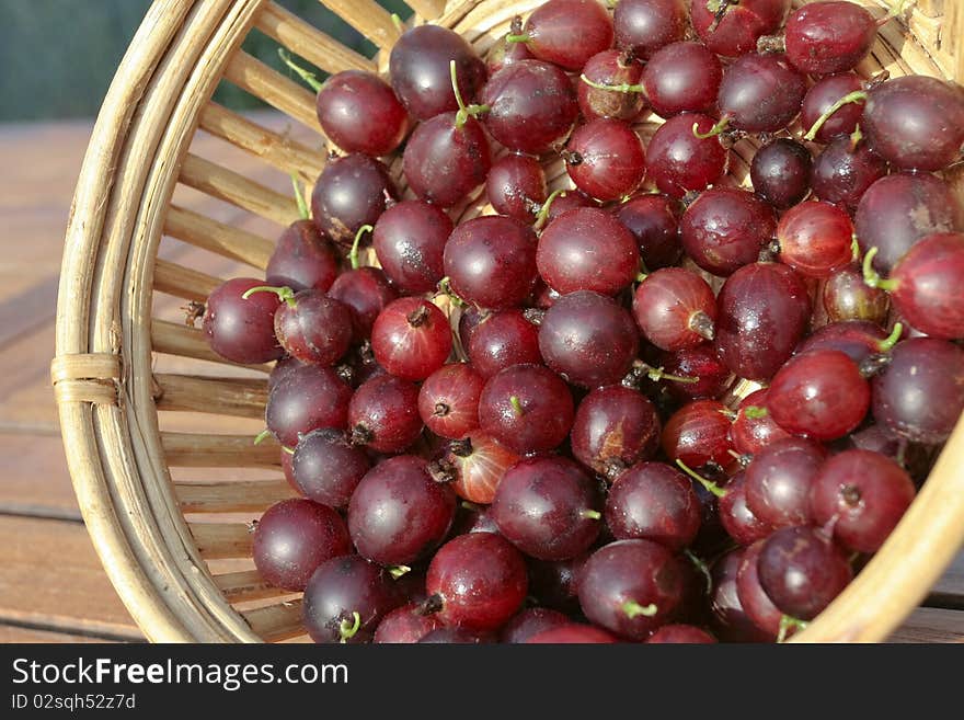 Red Gooseberries closeup